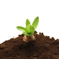 Frühling und Gartenarbeit