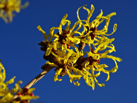 Hamamelis Zaubernuss