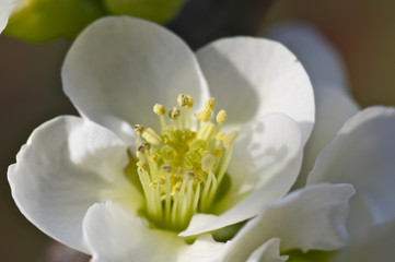 Fototapeta na wymiar 木瓜の花
