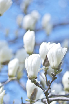 ハクモクレンの花