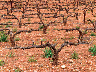 Trunks of vines in fields