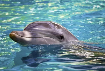 Fotobehang De Dolfijn © Konstantin Kulikov