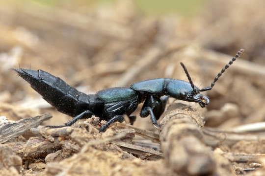 รูปภาพPredatore – เลือกดูภาพถ่ายสต็อก เวกเตอร์ และวิดีโอ8,806 | Adobe Stock