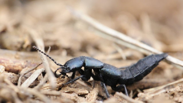 Predatore