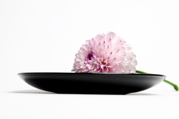 Chrysanteme auf dem Teller