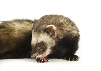 Ferret 6