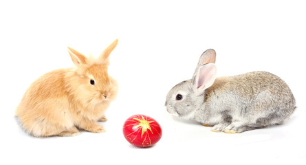 easter rabbits