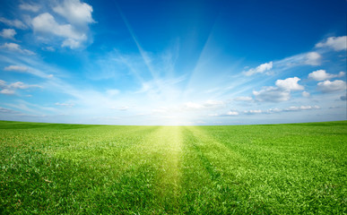 Fototapeta na wymiar Sunset sun and field of green fresh grass under blue sky