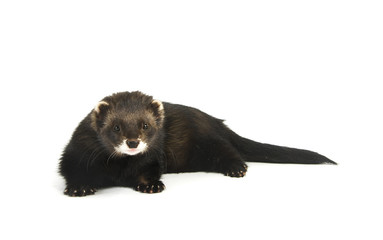 Ferret 12
