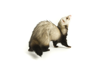 Ferret 16