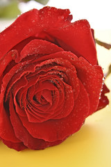 Day Valentine red rose and empty space for text