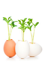 New life concept with seedling and egg on white