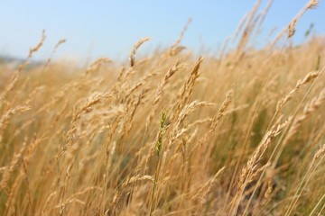 Ripe cereal spikes against a blue sky in steppe