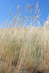 Ripe cereal spikes against a blue sky in steppe
