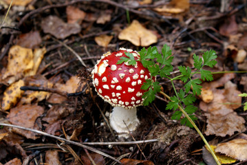 fly agaric