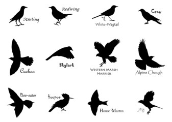 Silhouettes of birds