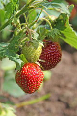 Ripening strawberry on a plant