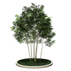Pflanze - Bambus