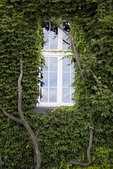 One windows and wall covered in ivy leaves