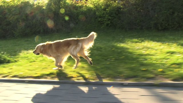 Hund laufen Sommer Golden Retriever Hovawart