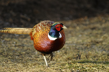 common pheasant, phasianus colchicus