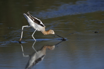 american avocet, recurvirostra americana