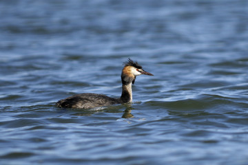 great crested grebe, podiceps cristatus