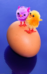 Chicks on an egg