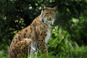 Naklejka na ściany i meble Lynx lynx