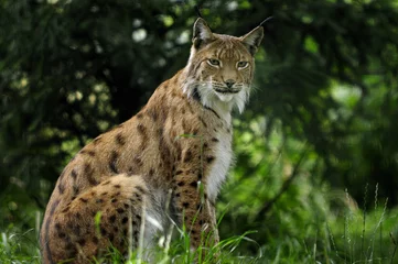 Deurstickers lynx lynx © hakoar
