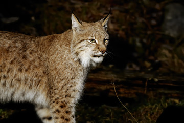 lynx lynx