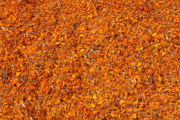 Dried marigold flowers (tagetes)