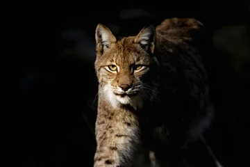 Fotobehang Lynx lynx lynx