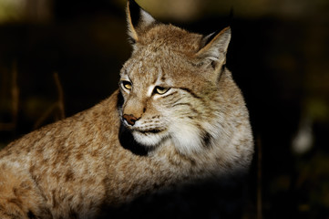 Obraz premium lynx lynx