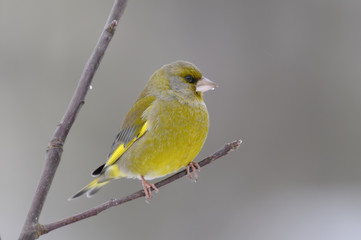 greenfinch, carduelis  cloris