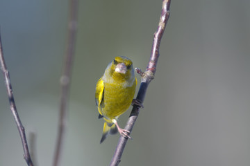 greenfinch, carduelis  cloris