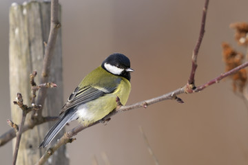 great tit, parus major