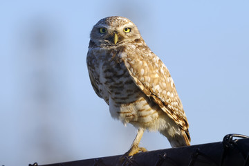 athene cunicularia, burrowing owl