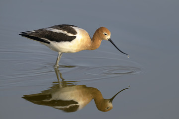 american avocet, recurvirostra americana
