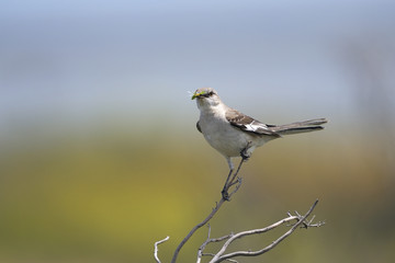 northern mockingbird, mimus polyglottos