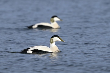 common eider, somateria mollissima