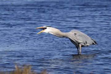 great blue heron, ardea herodias