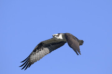 osprey, pandion haliaetus