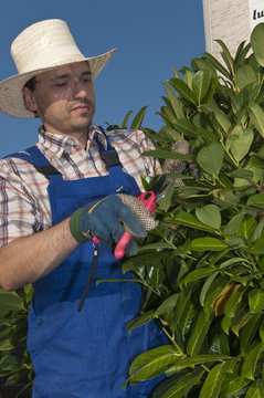 Baumschnitt, Mann bei Gartenarbeit