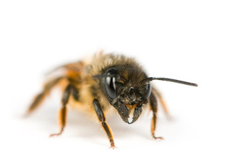 Lonely bee