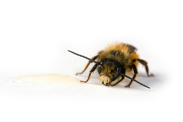 Bee licking honey
