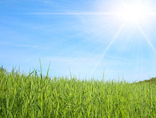 green field on blue sky