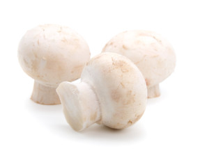 champignon isolated on white background.