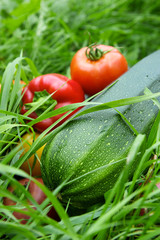 Vegetables on the green grass background