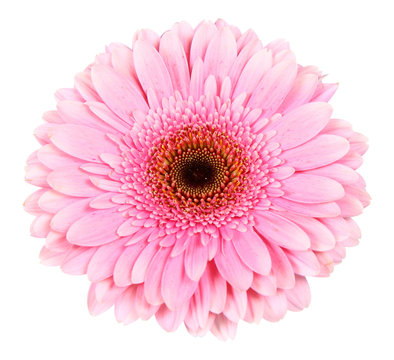 Pink Gerbera Isolated On White Background